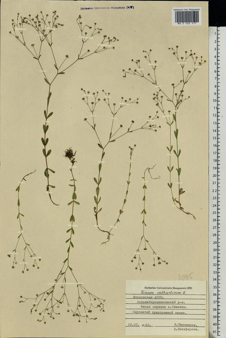 Linum catharticum L., Eastern Europe, Middle Volga region (E8) (Russia)