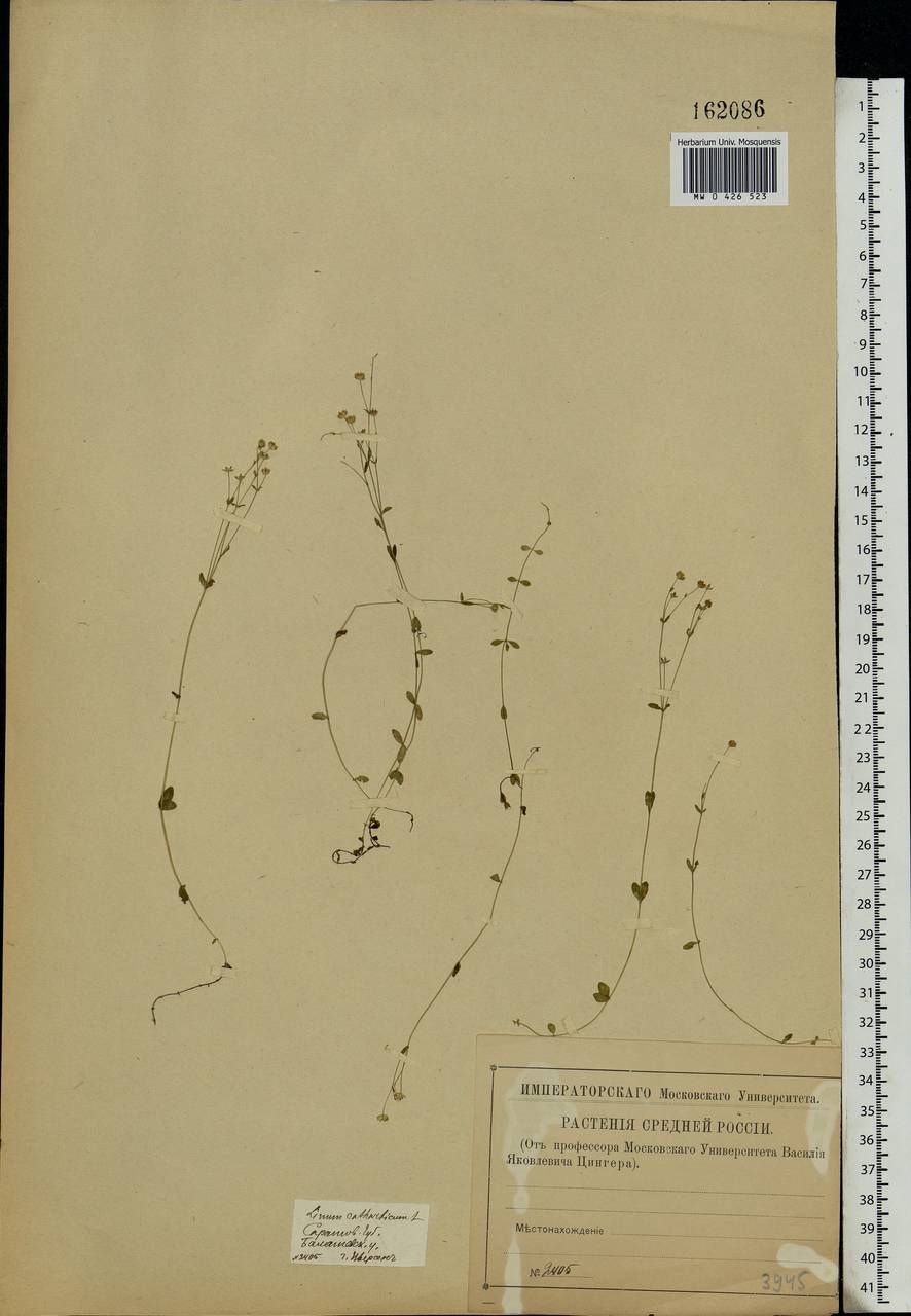 Linum catharticum L., Eastern Europe, Lower Volga region (E9) (Russia)