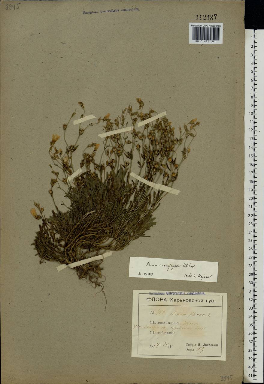 Linum pallasianum subsp. pallasianum, Eastern Europe, North Ukrainian region (E11) (Ukraine)