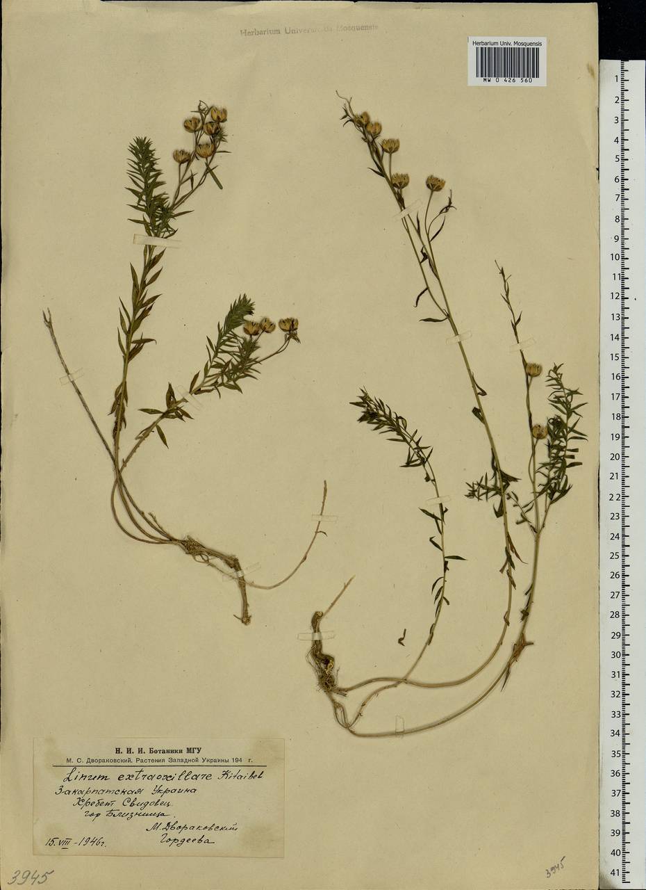 Linum perenne subsp. extraaxillare (Kit.) Nyman, Eastern Europe, West Ukrainian region (E13) (Ukraine)