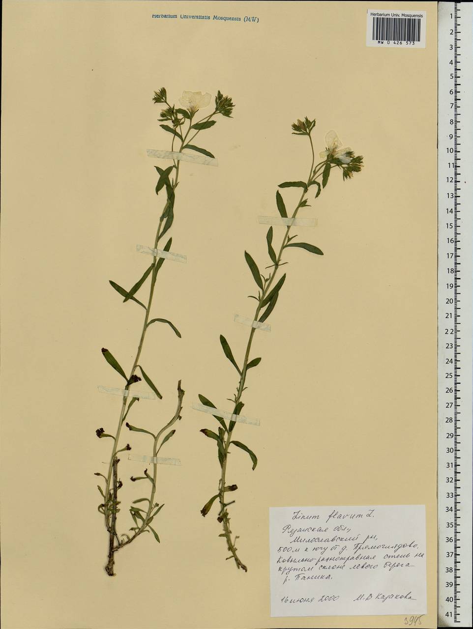 Linum flavum L., Eastern Europe, Central region (E4) (Russia)