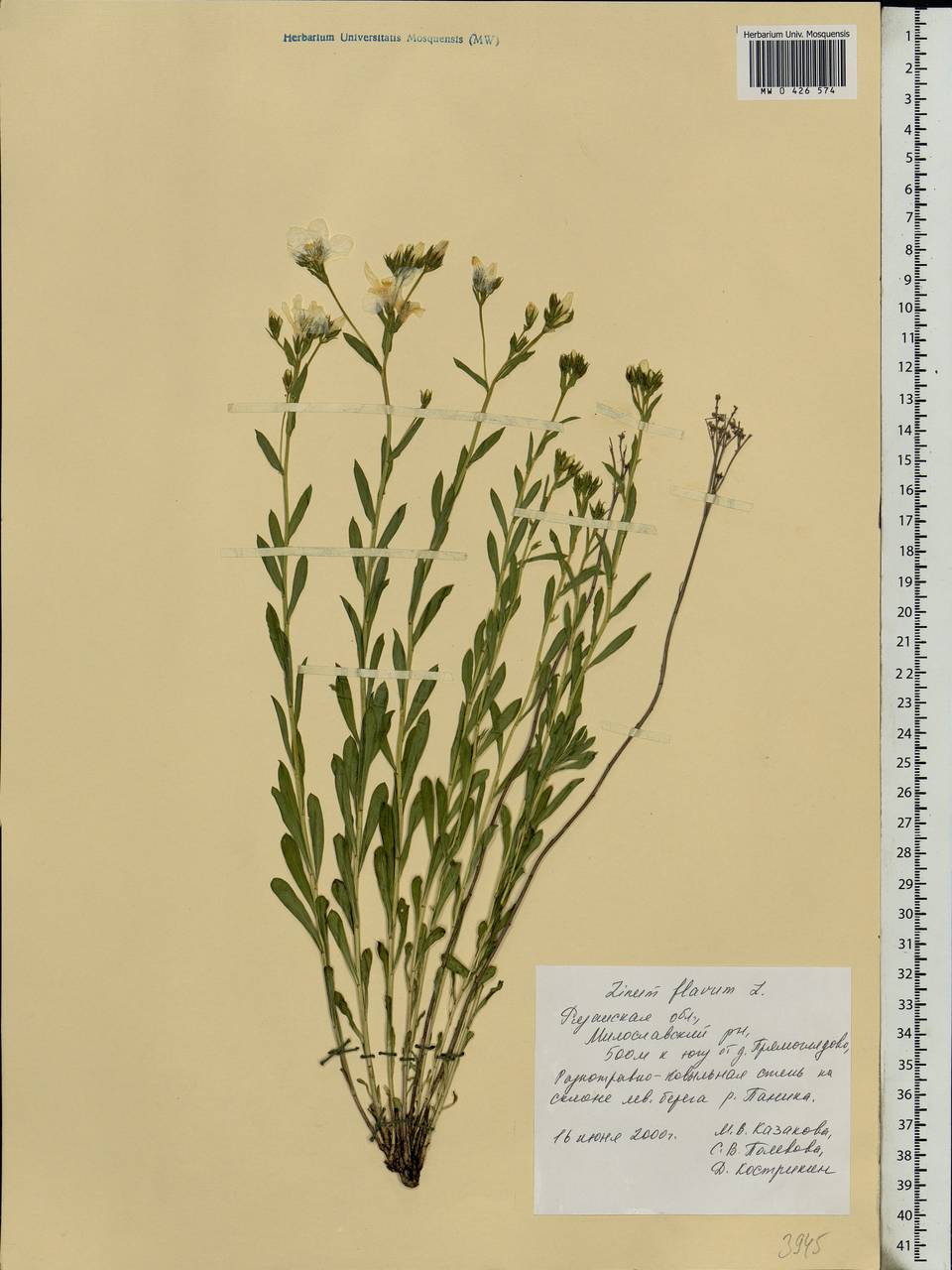 Linum flavum L., Eastern Europe, Central region (E4) (Russia)