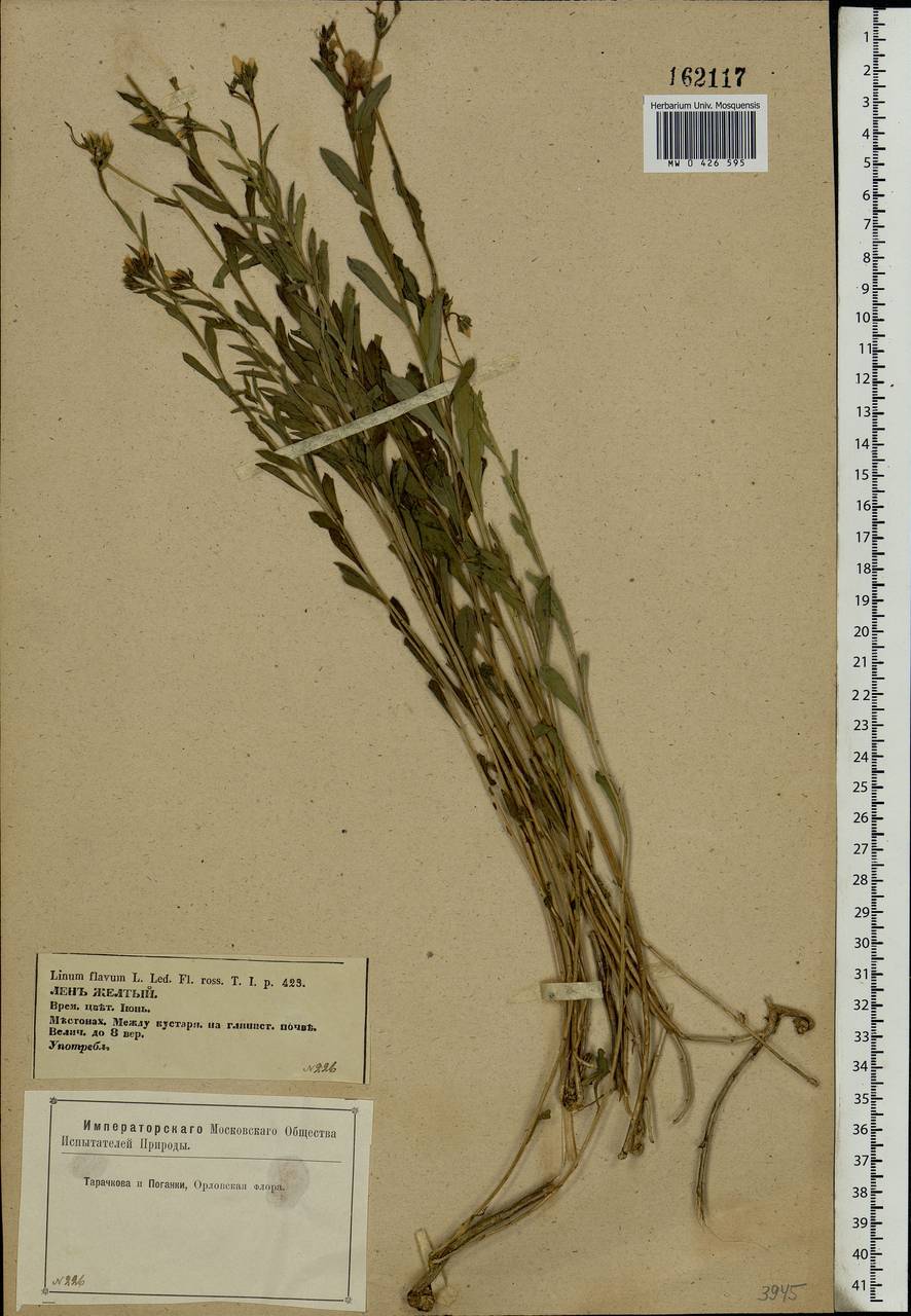 Linum flavum L., Eastern Europe, Central forest-and-steppe region (E6) (Russia)