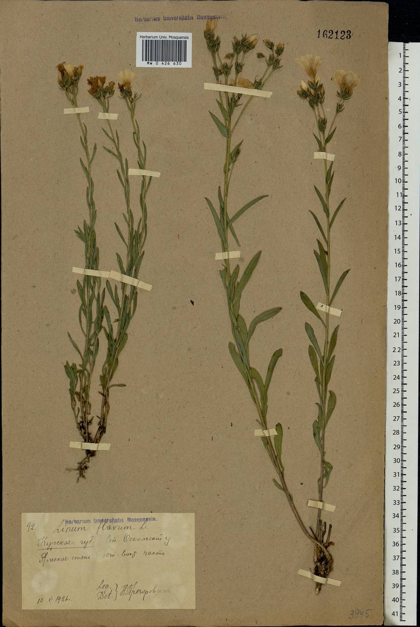 Linum flavum L., Eastern Europe, Central forest-and-steppe region (E6) (Russia)