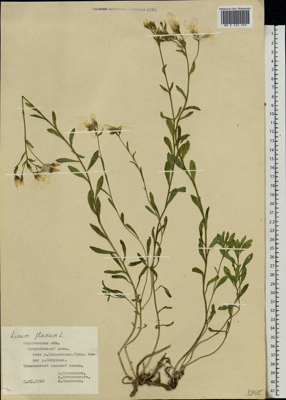 Linum flavum L., Eastern Europe, Central forest-and-steppe region (E6) (Russia)