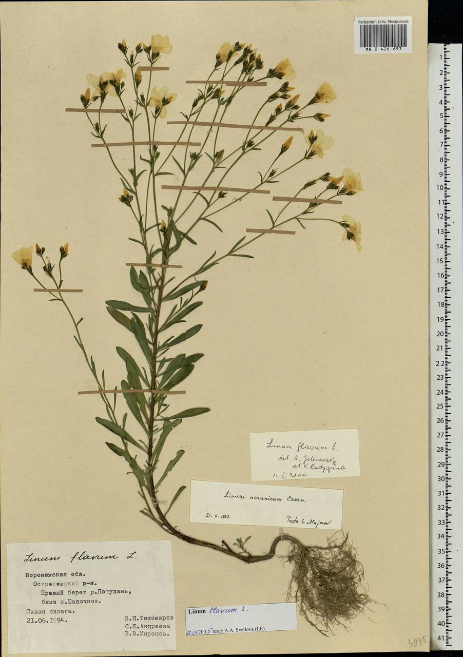 Linum flavum L., Eastern Europe, Central forest-and-steppe region (E6) (Russia)