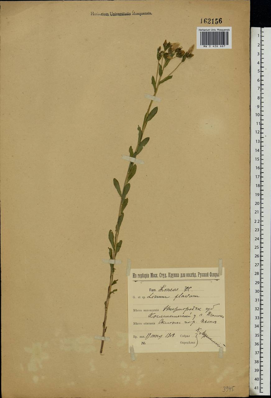 Linum flavum L., Eastern Europe, Volga-Kama region (E7) (Russia)