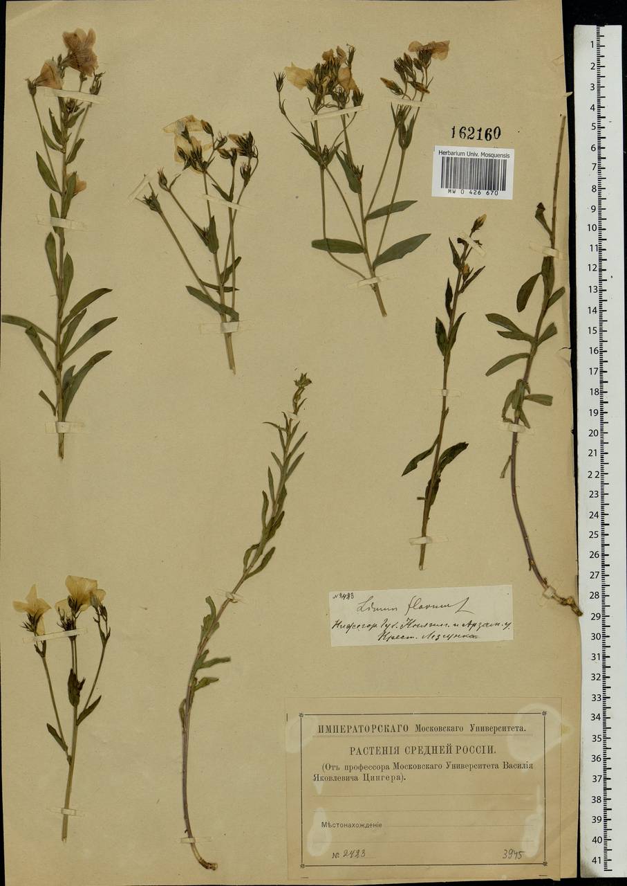 Linum flavum L., Eastern Europe, Volga-Kama region (E7) (Russia)