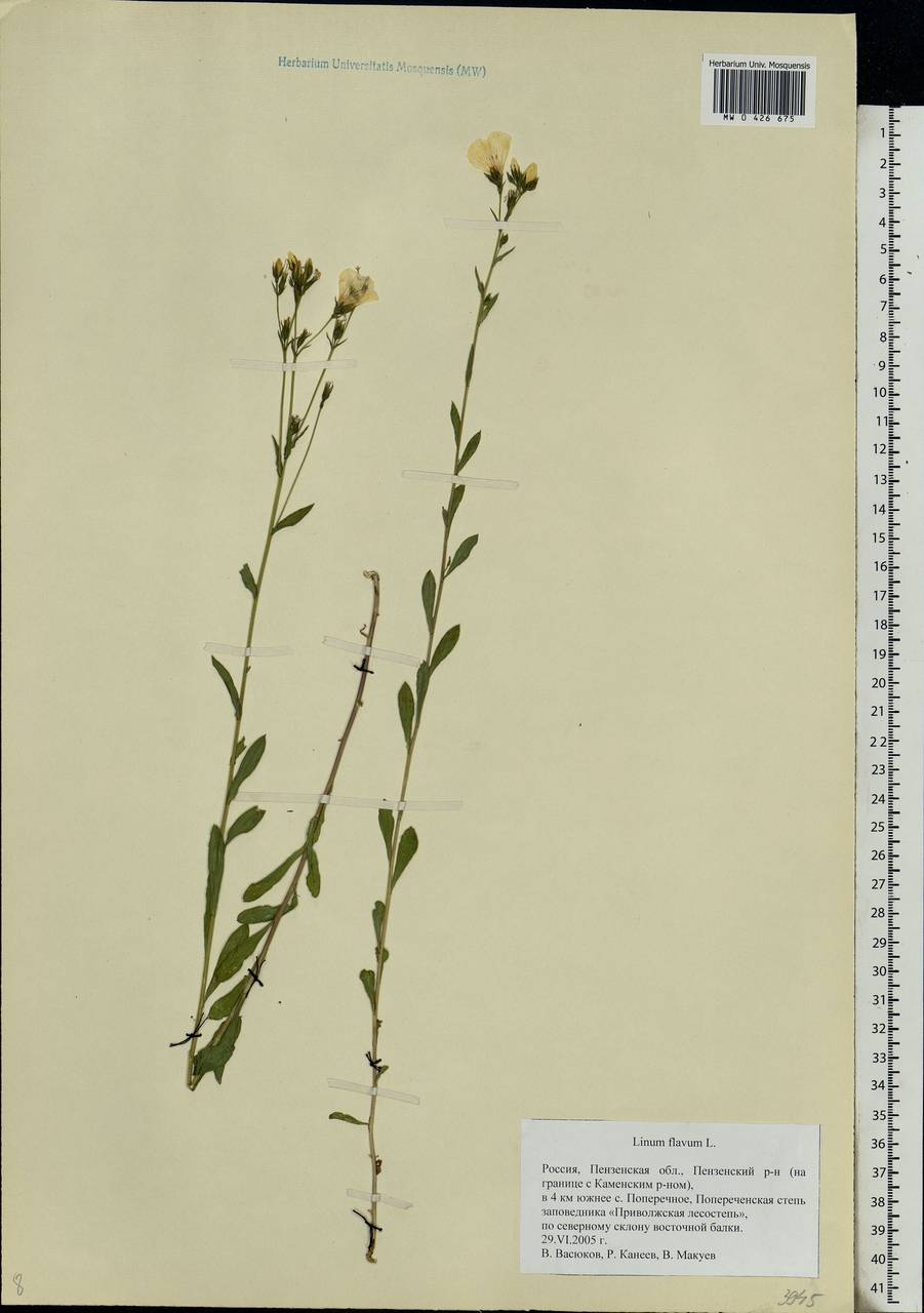 Linum flavum L., Eastern Europe, Middle Volga region (E8) (Russia)