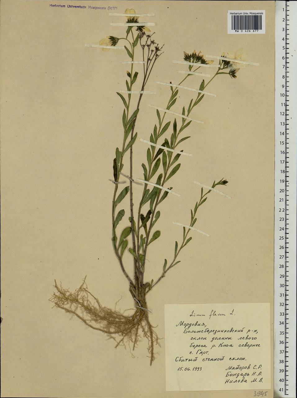Linum flavum L., Eastern Europe, Middle Volga region (E8) (Russia)