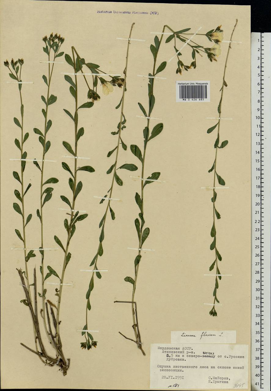 Linum flavum L., Eastern Europe, Middle Volga region (E8) (Russia)