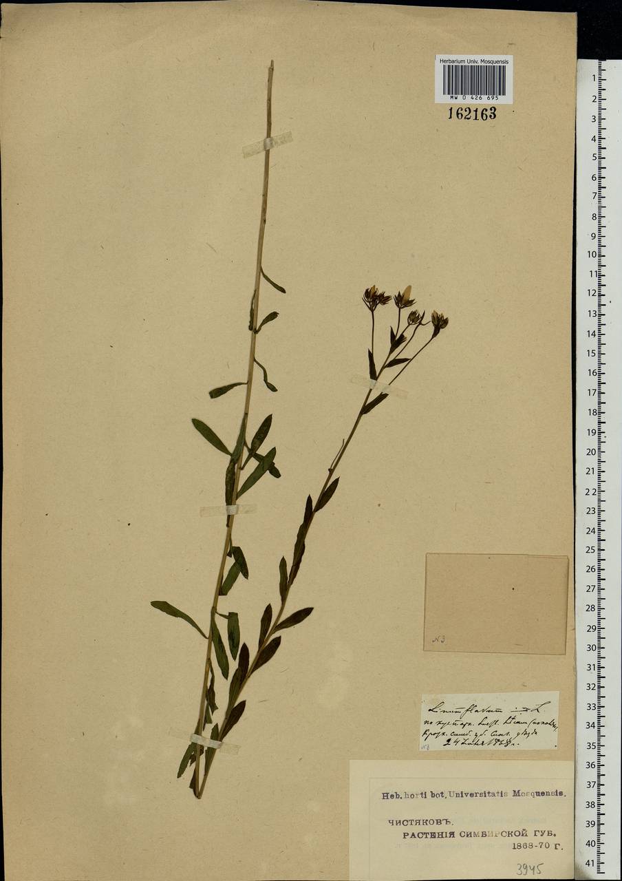 Linum flavum L., Eastern Europe, Middle Volga region (E8) (Russia)