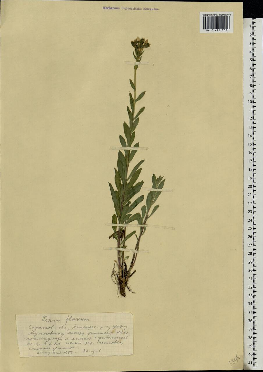 Linum flavum L., Eastern Europe, Lower Volga region (E9) (Russia)