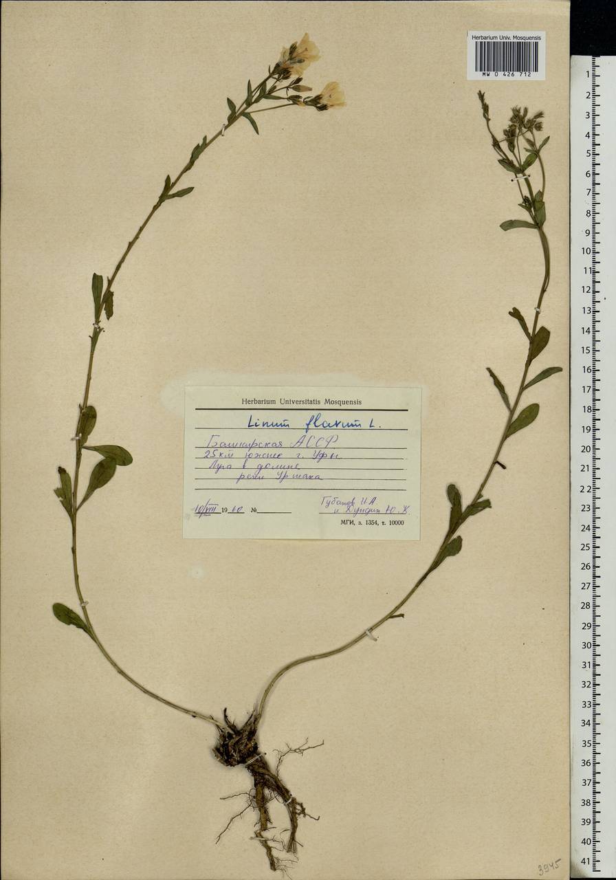 Linum flavum L., Eastern Europe, Eastern region (E10) (Russia)