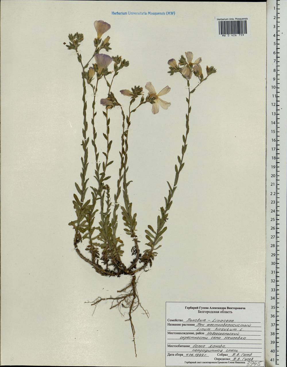Linum hirsutum L., Eastern Europe, Central forest-and-steppe region (E6) (Russia)