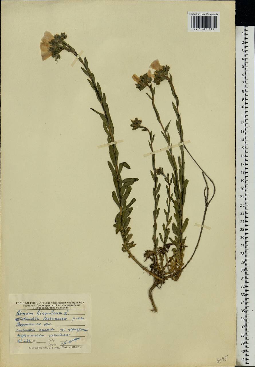 Linum hirsutum L., Eastern Europe, Central forest-and-steppe region (E6) (Russia)