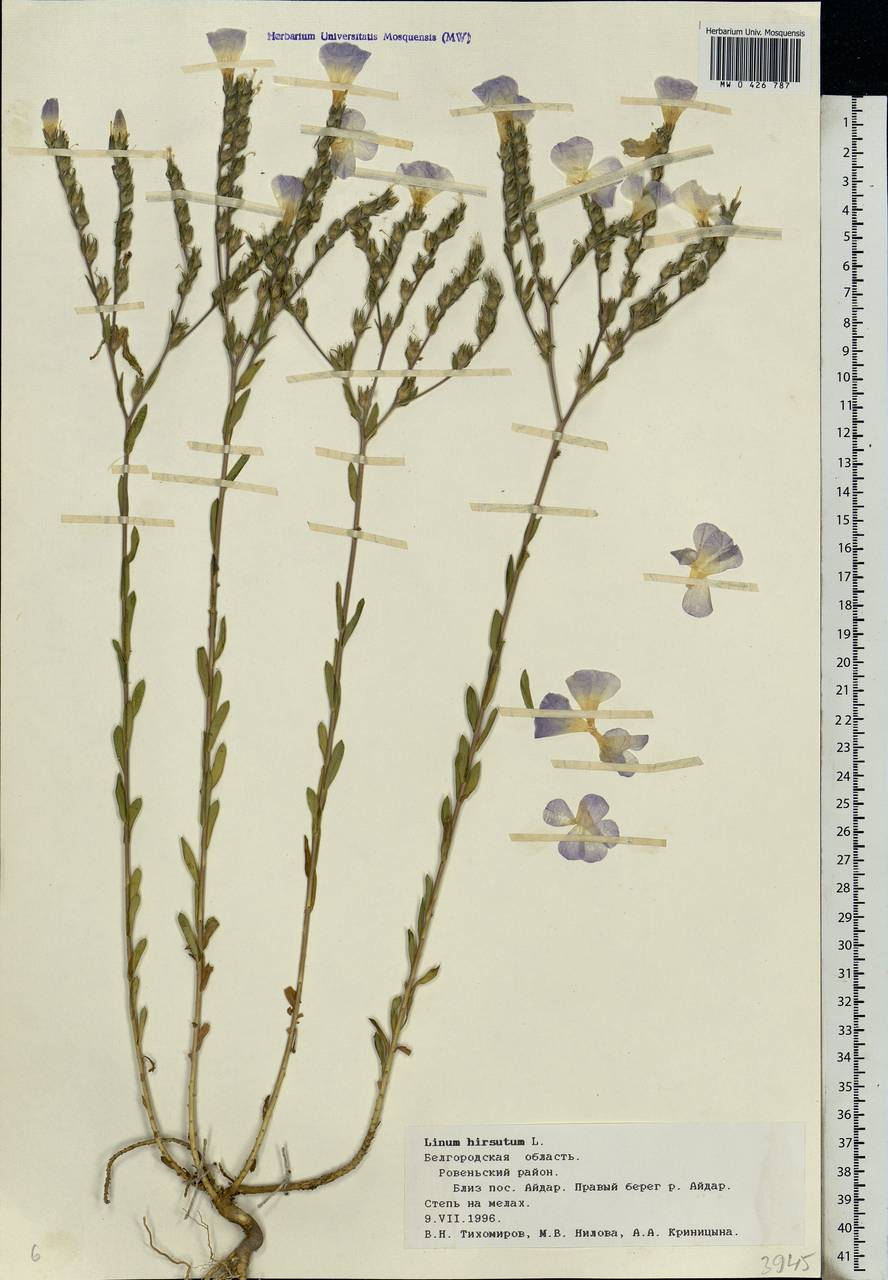 Linum hirsutum, Eastern Europe, Central forest-and-steppe region (E6) (Russia)