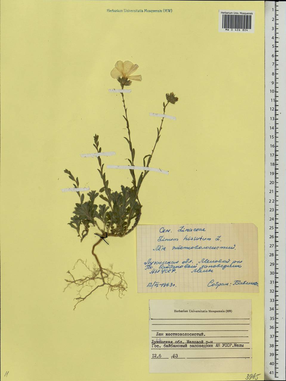 Linum hirsutum, Eastern Europe, North Ukrainian region (E11) (Ukraine)