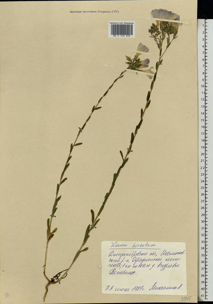 Linum hirsutum, Eastern Europe, South Ukrainian region (E12) (Ukraine)