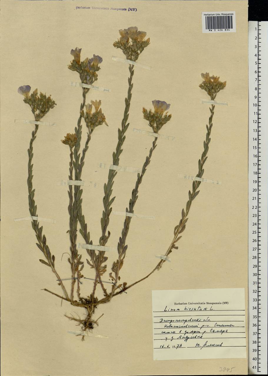 Linum hirsutum, Eastern Europe, South Ukrainian region (E12) (Ukraine)