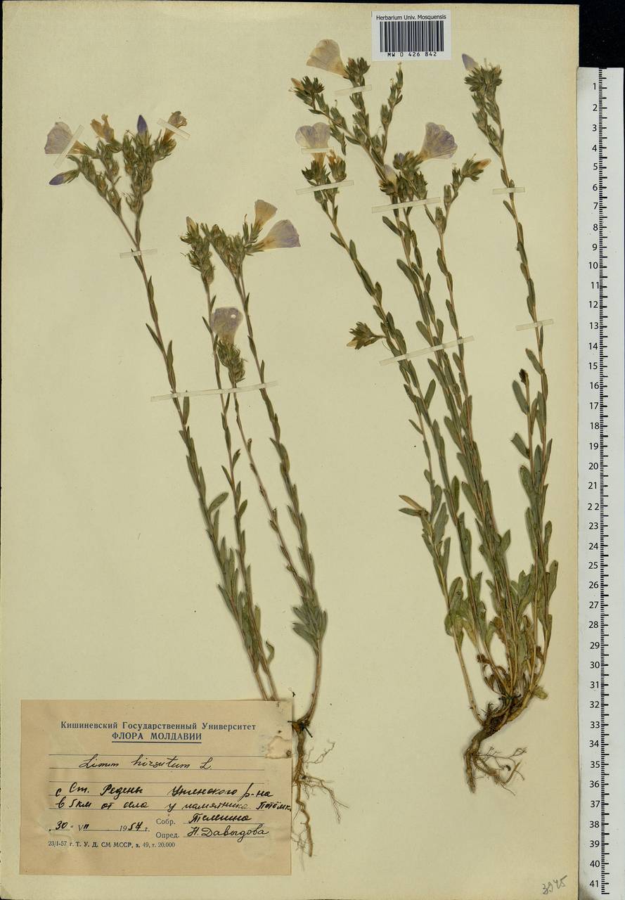 Linum hirsutum, Eastern Europe, Moldova (E13a) (Moldova)