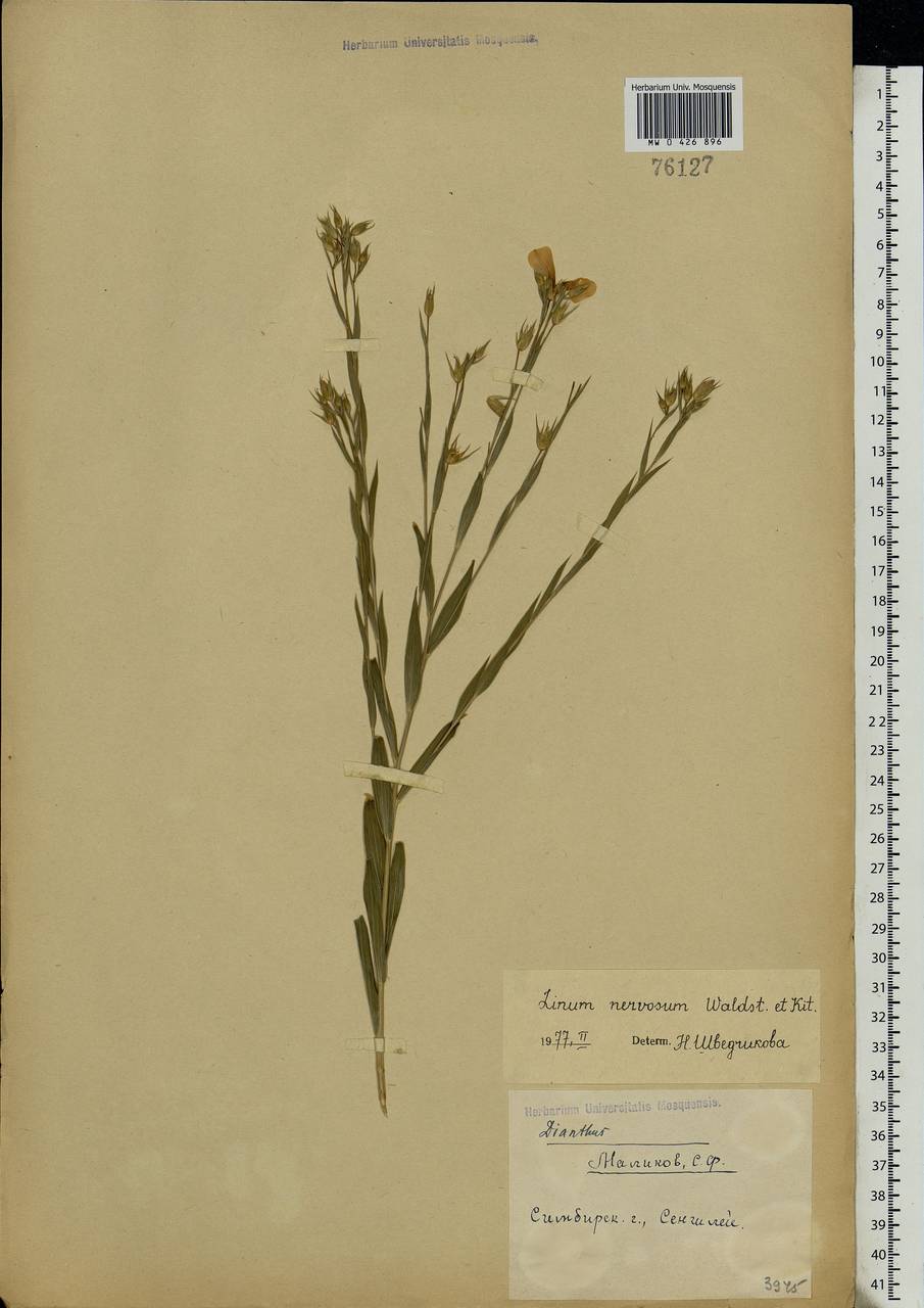 Linum nervosum Waldst. & Kit., Eastern Europe, Middle Volga region (E8) (Russia)