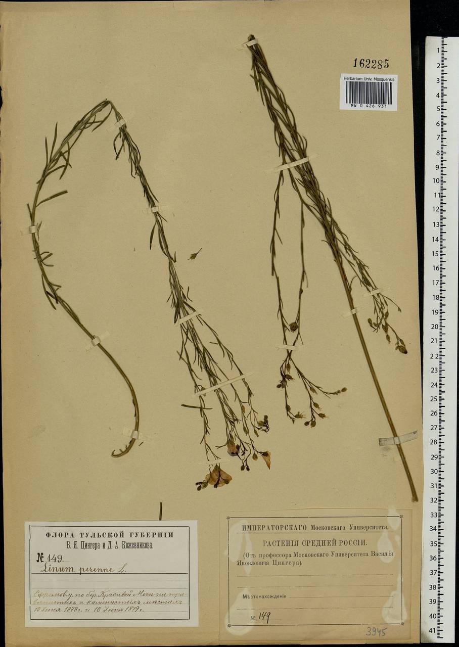 Linum perenne L., Eastern Europe, Central region (E4) (Russia)