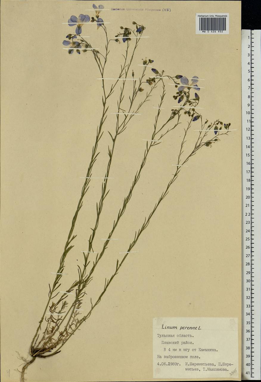 Linum perenne L., Eastern Europe, Central region (E4) (Russia)