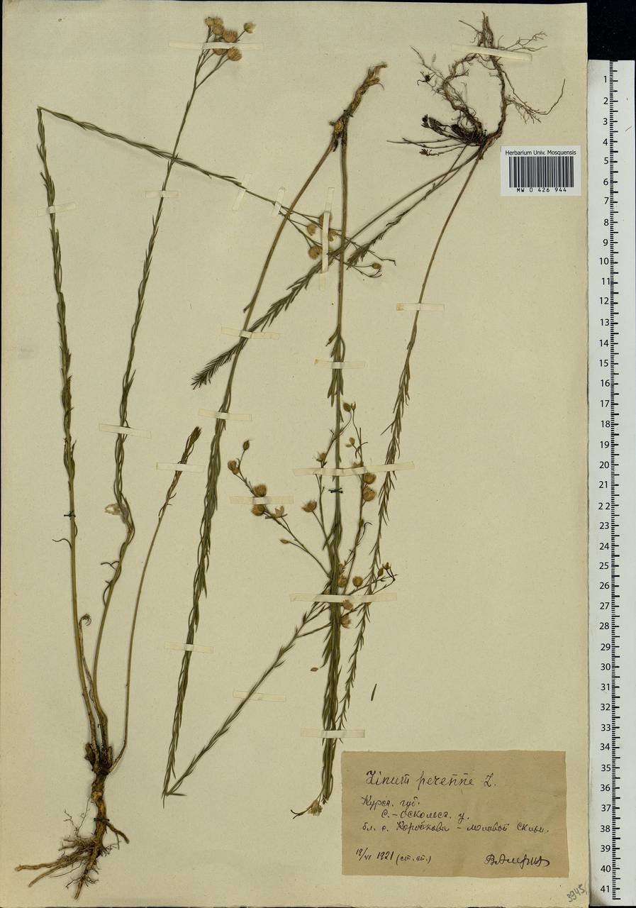 Linum perenne L., Eastern Europe, Central forest-and-steppe region (E6) (Russia)