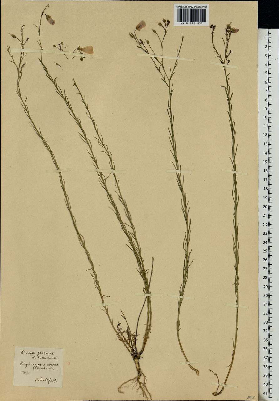 Linum perenne L., Eastern Europe, Central forest-and-steppe region (E6) (Russia)