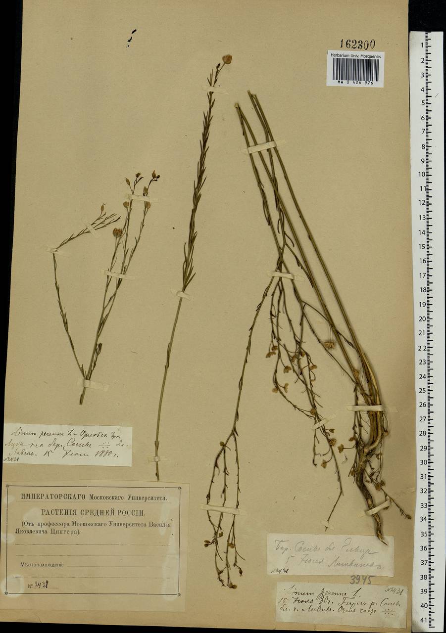 Linum perenne L., Eastern Europe, Central forest-and-steppe region (E6) (Russia)