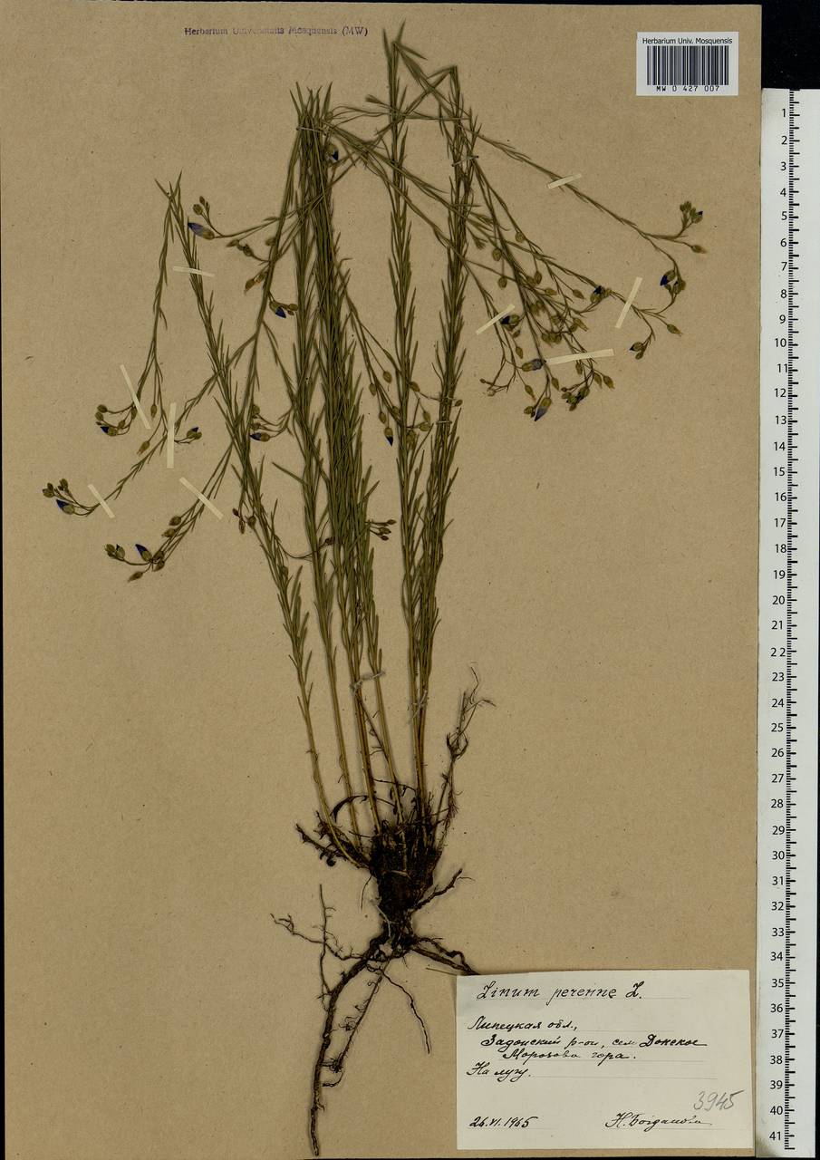 Linum perenne L., Eastern Europe, Central forest-and-steppe region (E6) (Russia)