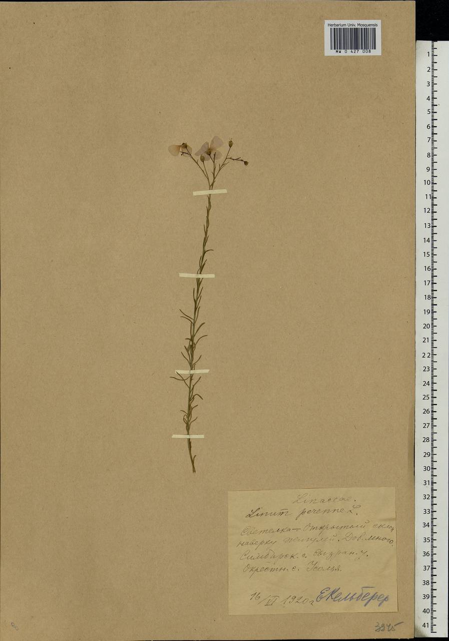 Linum perenne L., Eastern Europe, Middle Volga region (E8) (Russia)