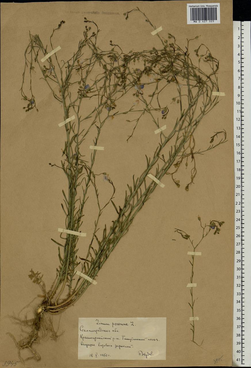 Linum perenne L., Eastern Europe, Lower Volga region (E9) (Russia)