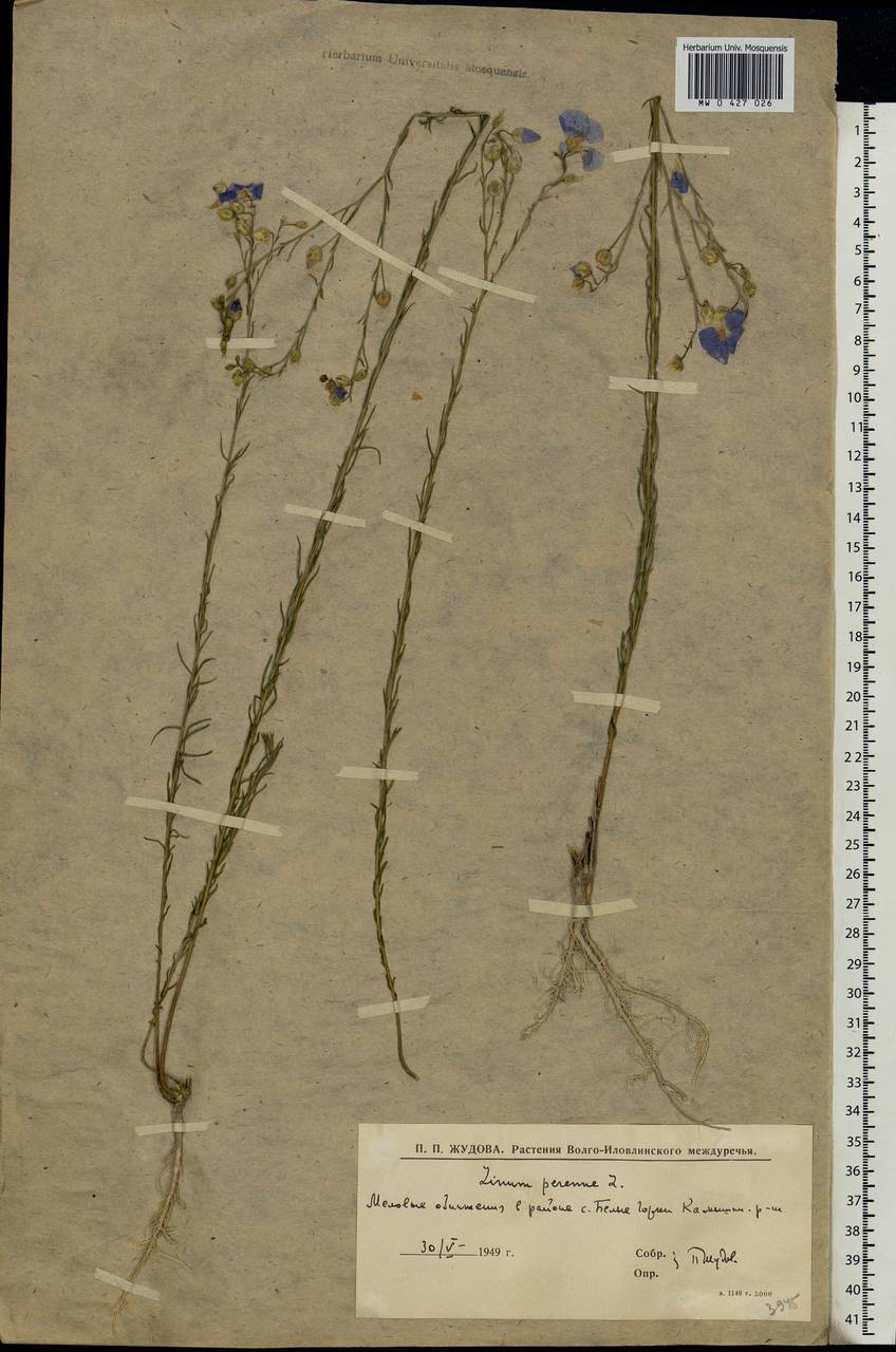 Linum perenne L., Eastern Europe, Lower Volga region (E9) (Russia)