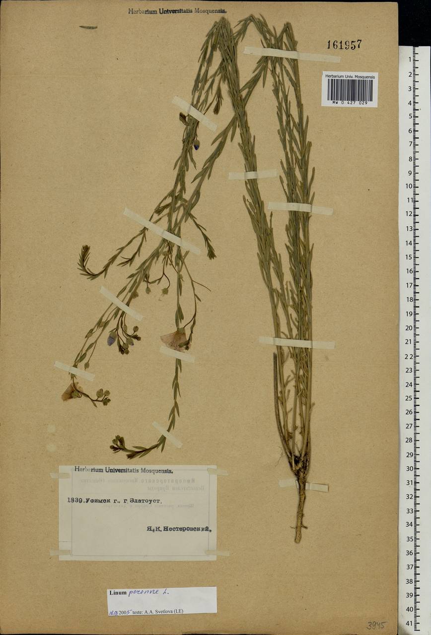 Linum perenne L., Eastern Europe, Eastern region (E10) (Russia)