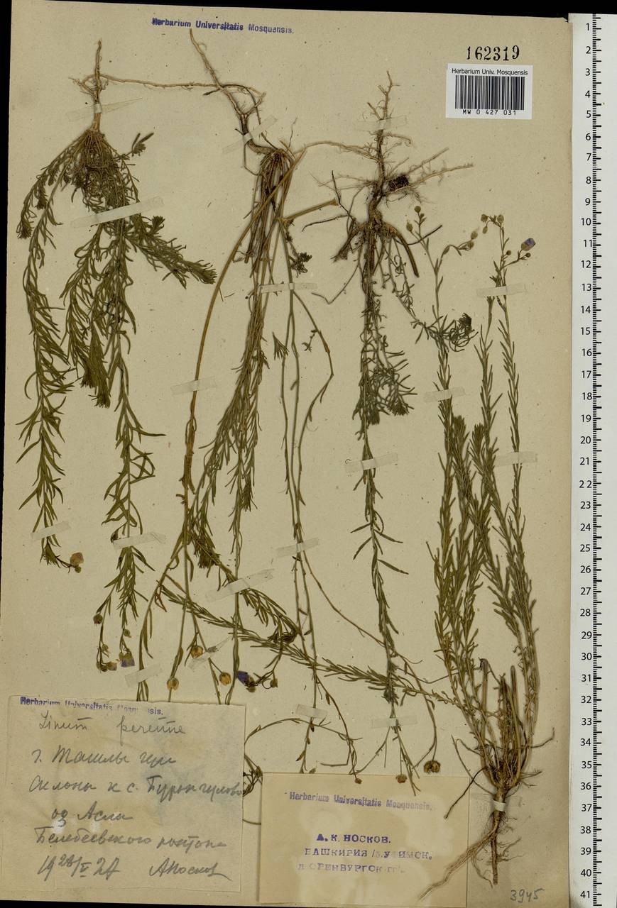 Linum perenne L., Eastern Europe, Eastern region (E10) (Russia)