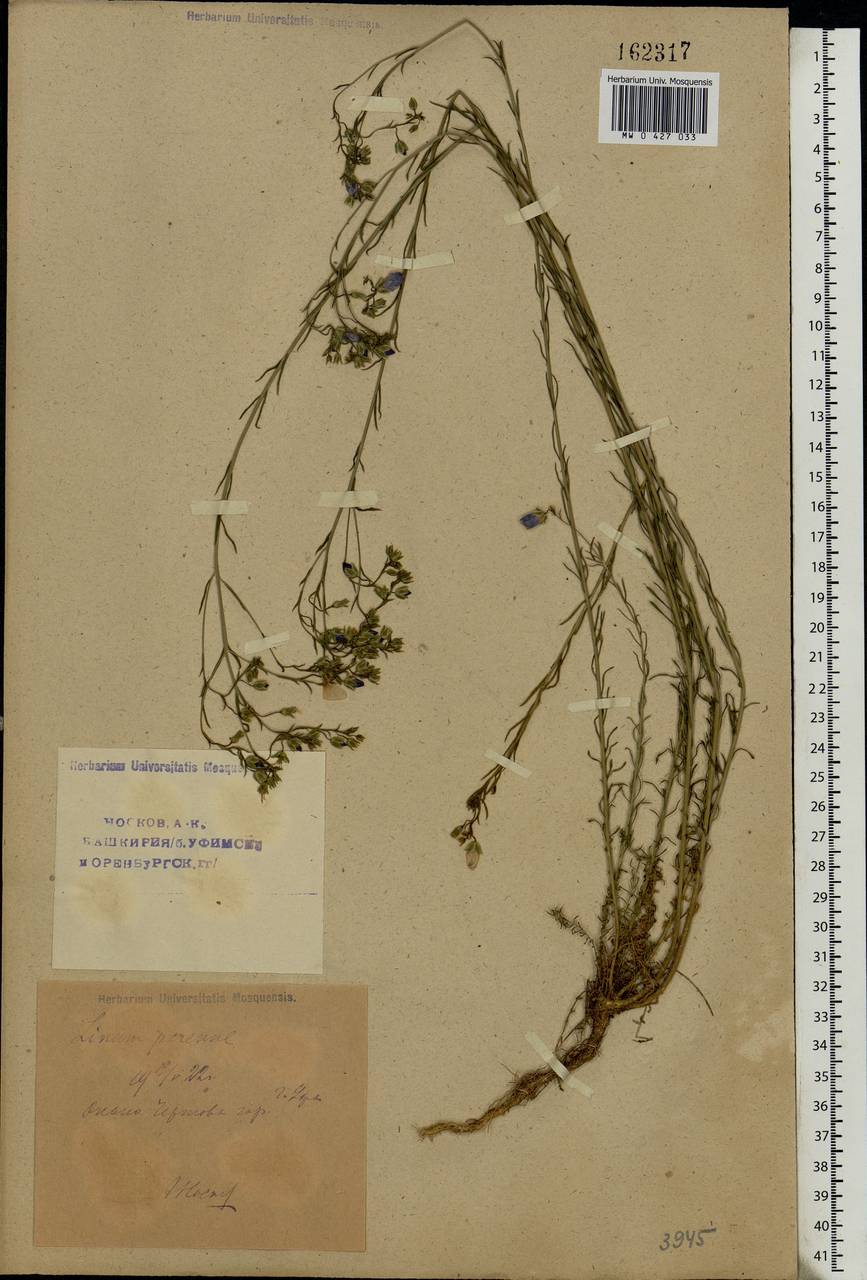 Linum perenne L., Eastern Europe, Eastern region (E10) (Russia)