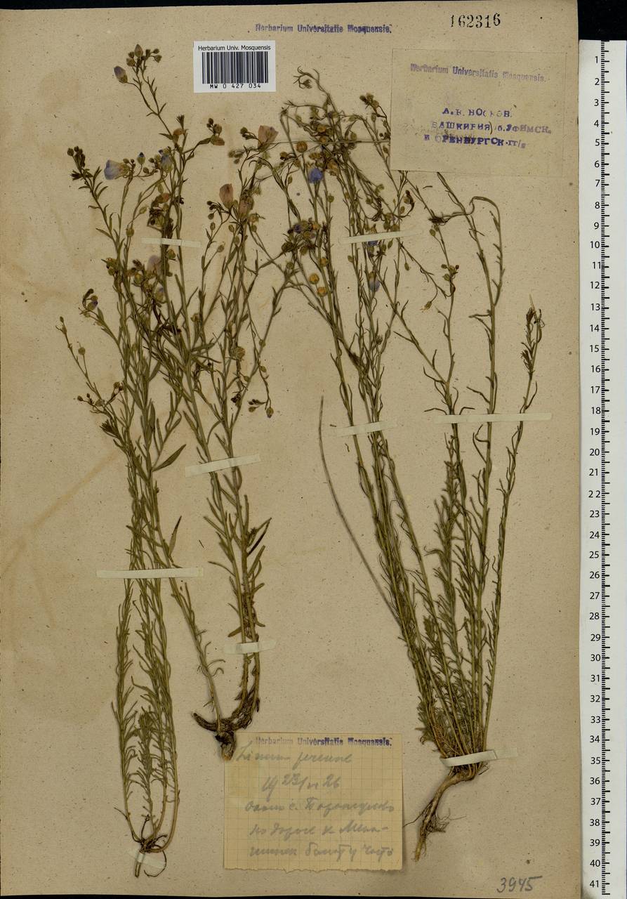 Linum perenne L., Eastern Europe, Eastern region (E10) (Russia)