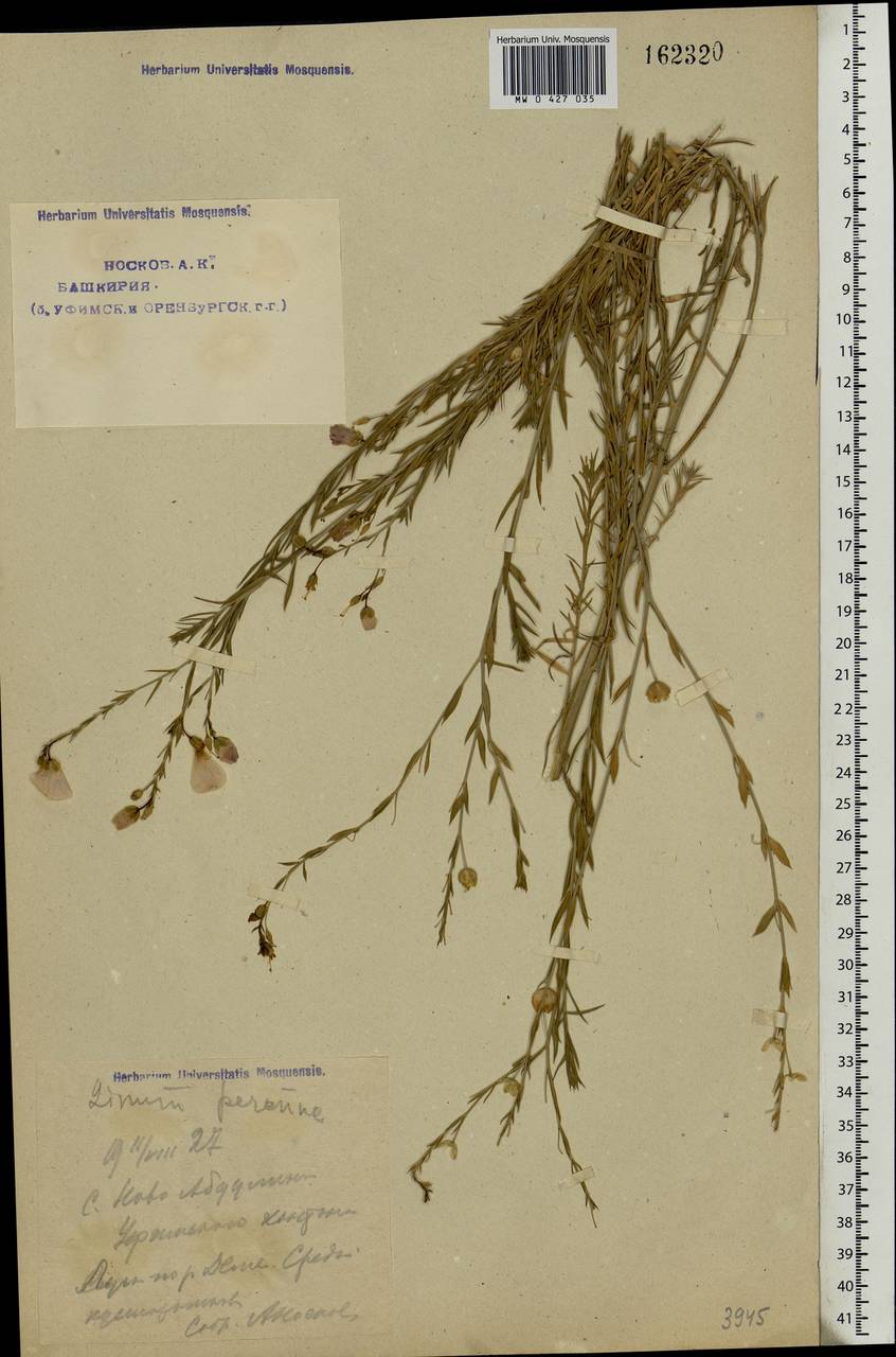 Linum perenne L., Eastern Europe, Eastern region (E10) (Russia)