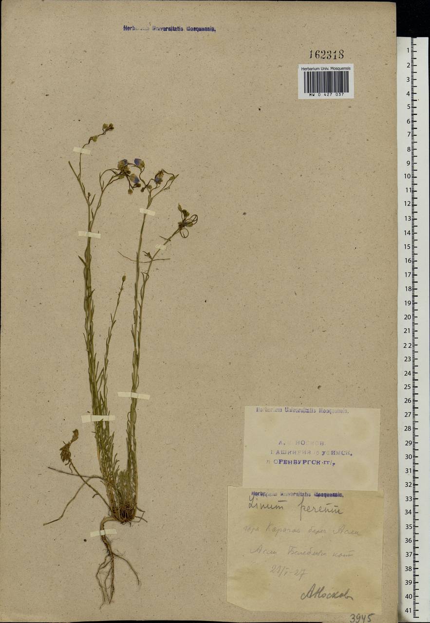 Linum perenne L., Eastern Europe, Eastern region (E10) (Russia)