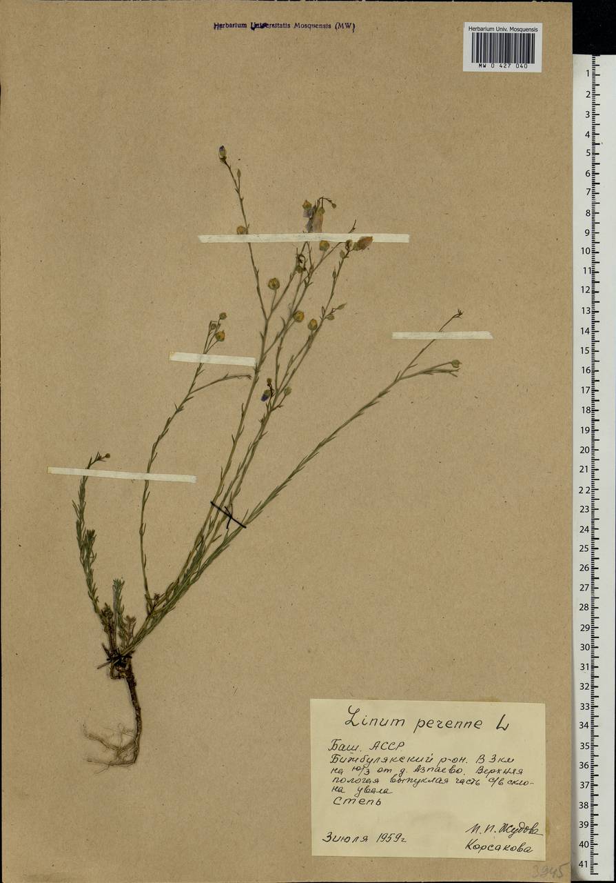 Linum perenne L., Eastern Europe, Eastern region (E10) (Russia)