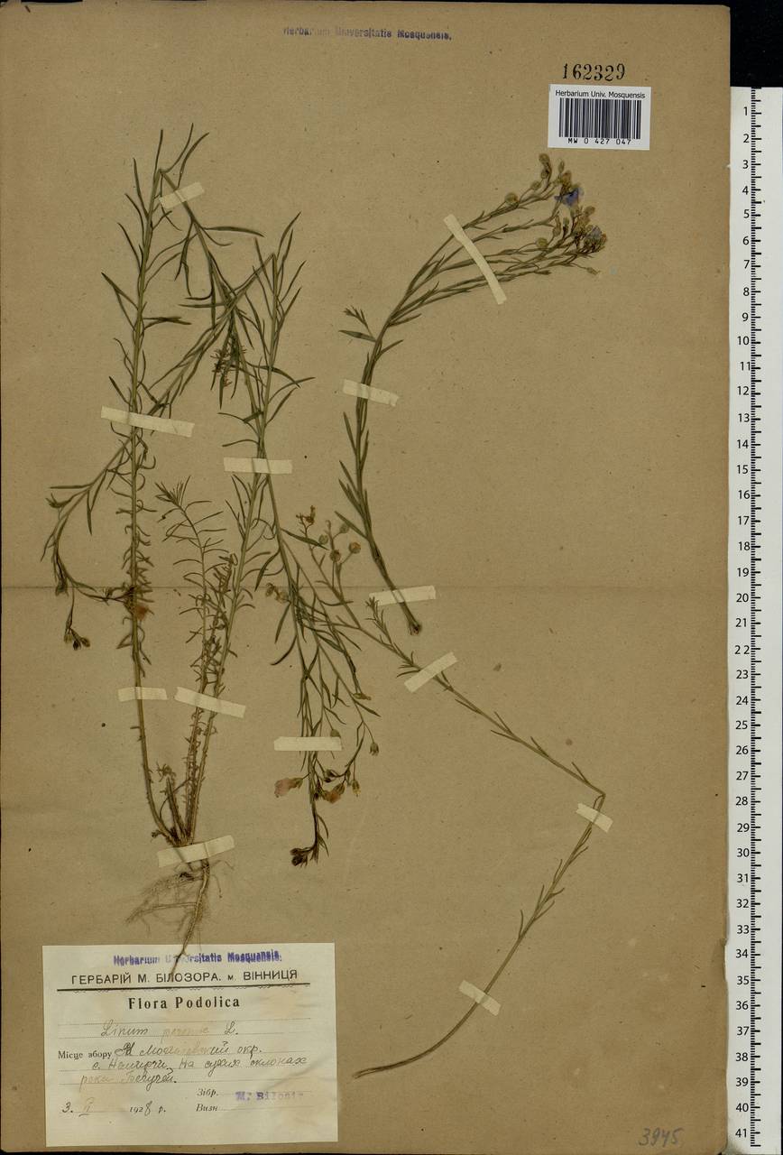 Linum perenne L., Eastern Europe, South Ukrainian region (E12) (Ukraine)