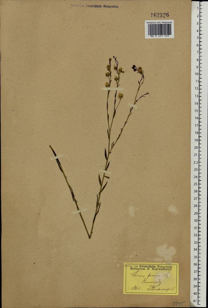 Linum perenne L., Eastern Europe, North Ukrainian region (E11) (Ukraine)