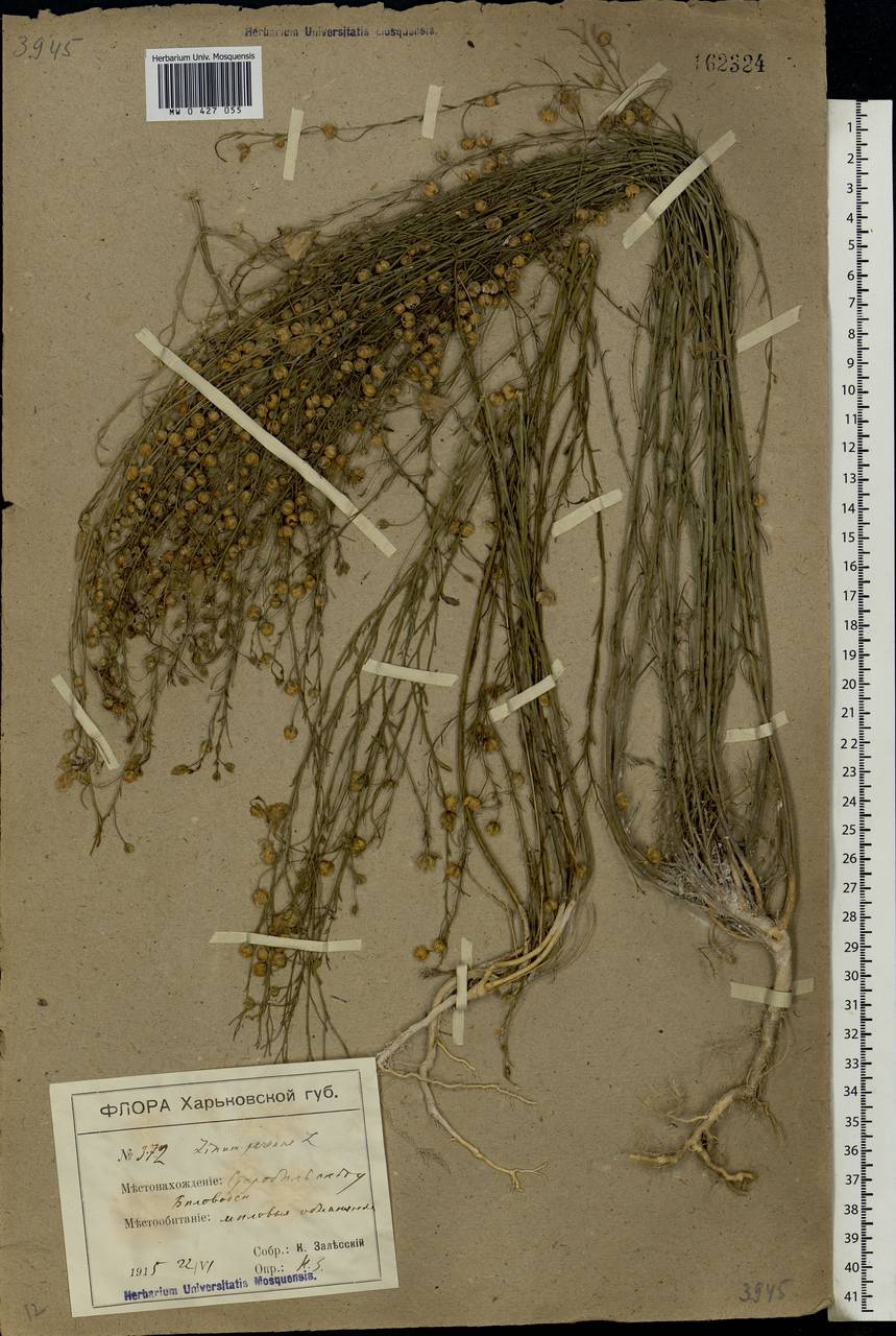 Linum perenne L., Eastern Europe, North Ukrainian region (E11) (Ukraine)