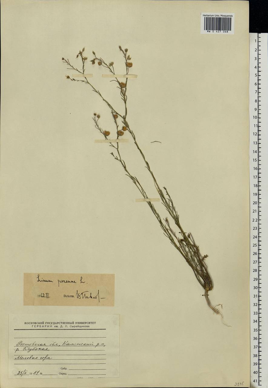 Linum perenne L., Eastern Europe, Rostov Oblast (E12a) (Russia)