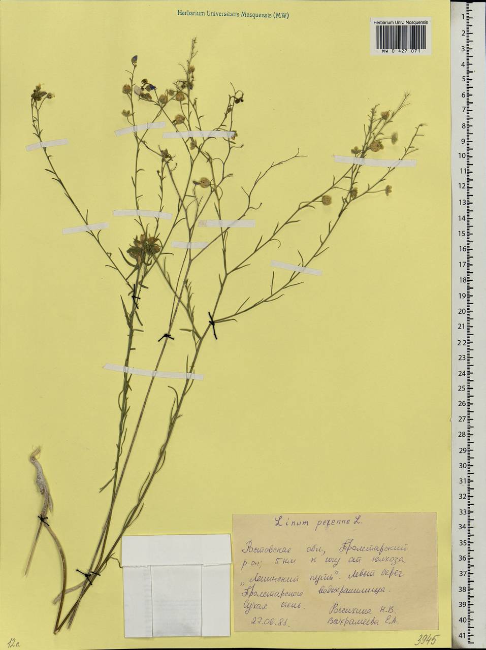 Linum perenne L., Eastern Europe, Rostov Oblast (E12a) (Russia)