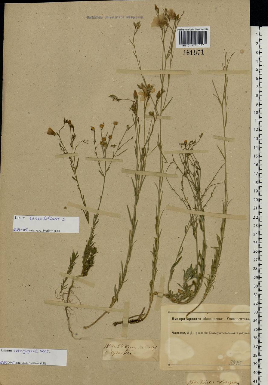 Linum tenuifolium L., Eastern Europe, South Ukrainian region (E12) (Ukraine)