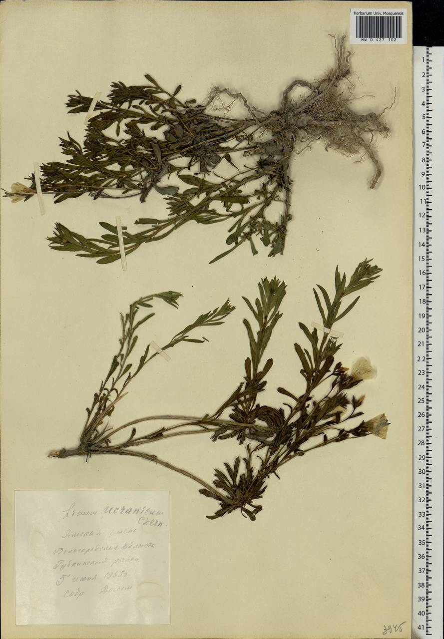 Linum ucranicum Czern. ex Gruner, Eastern Europe, Central forest-and-steppe region (E6) (Russia)