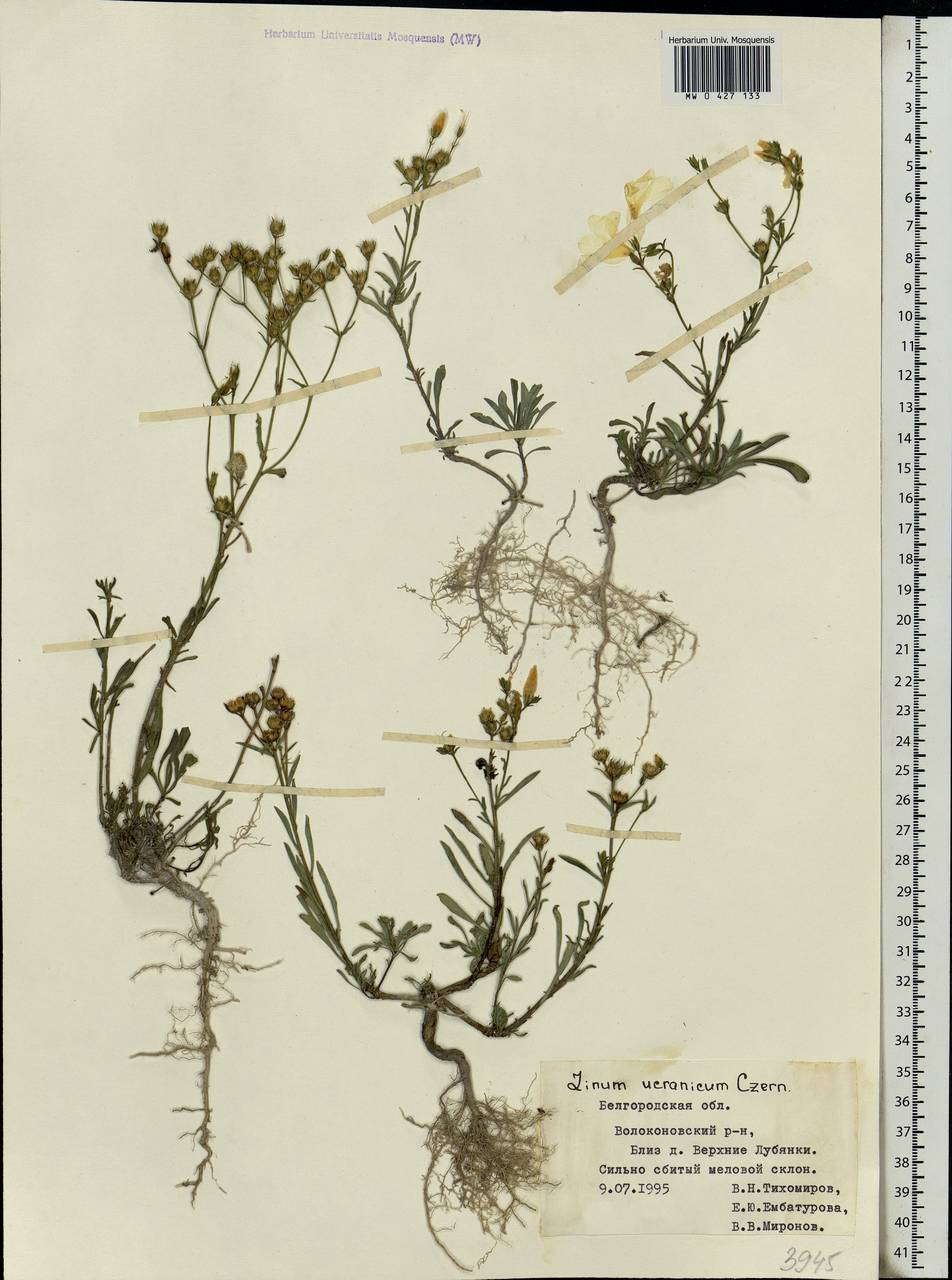 Linum ucranicum Czern. ex Gruner, Eastern Europe, Central forest-and-steppe region (E6) (Russia)